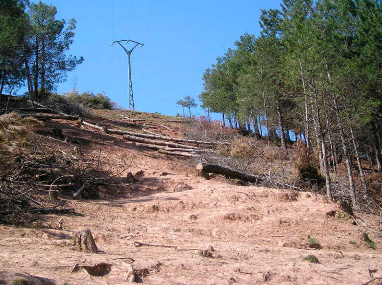 troncos de pinos cortados sobre un talud
