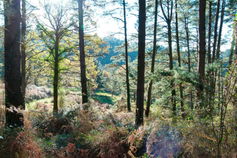 bosque de pinos sobre un suelo de helechos