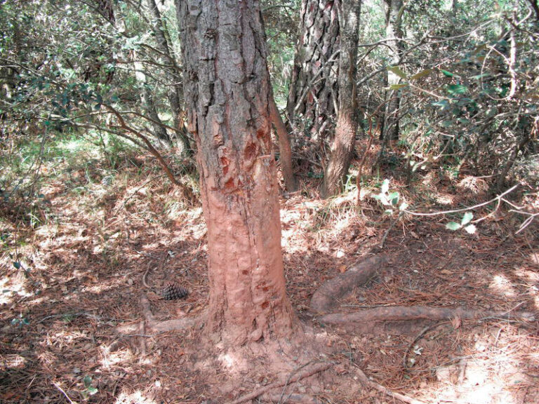 tronco de un arbol en un bosque con parte de la corteza desprendida por los animales